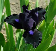 blk lightening iris