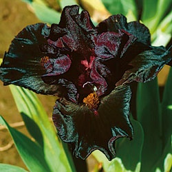 devil baby dwarf iris